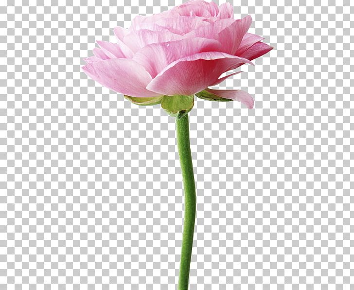 Flower Beach Rose PNG, Clipart, Beach Rose, Bud, Carnation, Computer Icons, Cut Flowers Free PNG Download