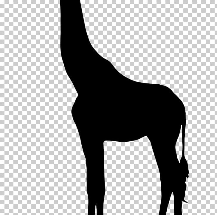 Giraffe Silhouette Mustang PNG, Clipart, Black, Black And White, Black M, Colt, Giraffe Free PNG Download