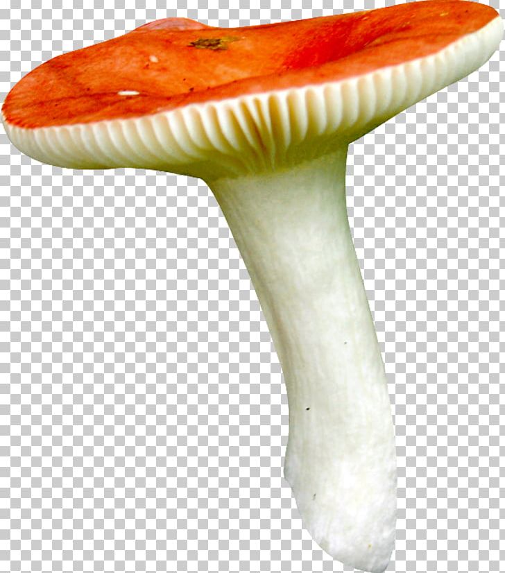 Mushroom Fungus PNG, Clipart, Animation, Avatar, Clip Art, Fungus, Header Free PNG Download