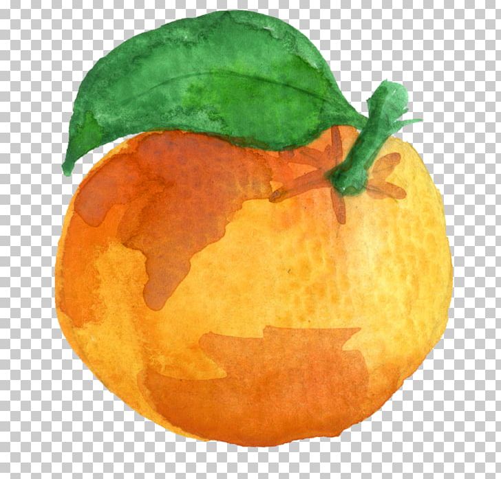 Clementine Mandarin Orange Tangerine Pumpkin PNG, Clipart, Bitter Orange, Blood Orange, Calabaza, Cara Cara Navel, Citrus Free PNG Download