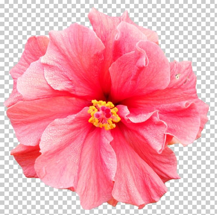 Dahlia Flower PNG, Clipart, Annual Plant, Camellia, China Rose, Chinese Hibiscus, Dahlia Free PNG Download