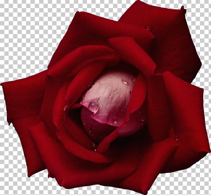 Garden Roses Flower Red Blue Rose Rosa Gallica PNG, Clipart, Blue, Blue Rose, Closeup, Color, Cut Flowers Free PNG Download