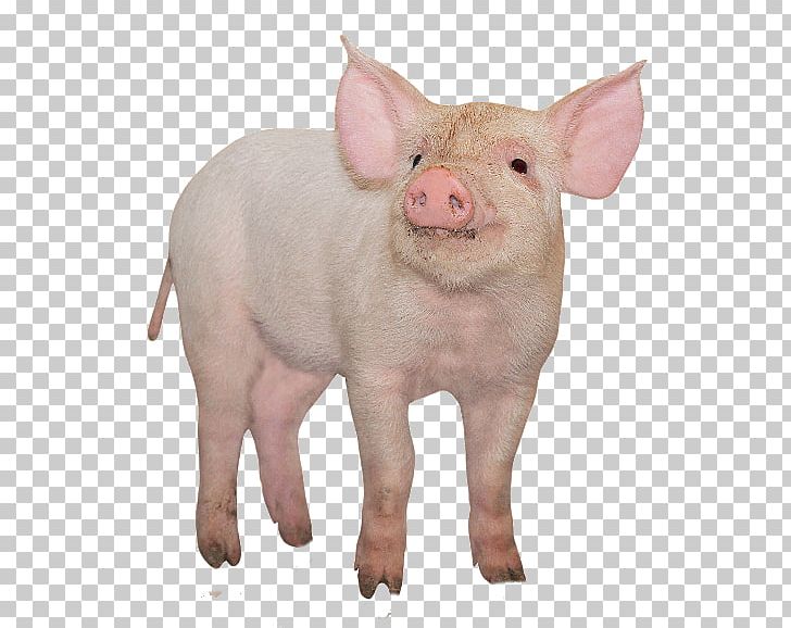 Large White Pig Miniature Pig Stock Photography PNG, Clipart, Animals, Background White, Black White, Domestic Pig, Fauna Free PNG Download