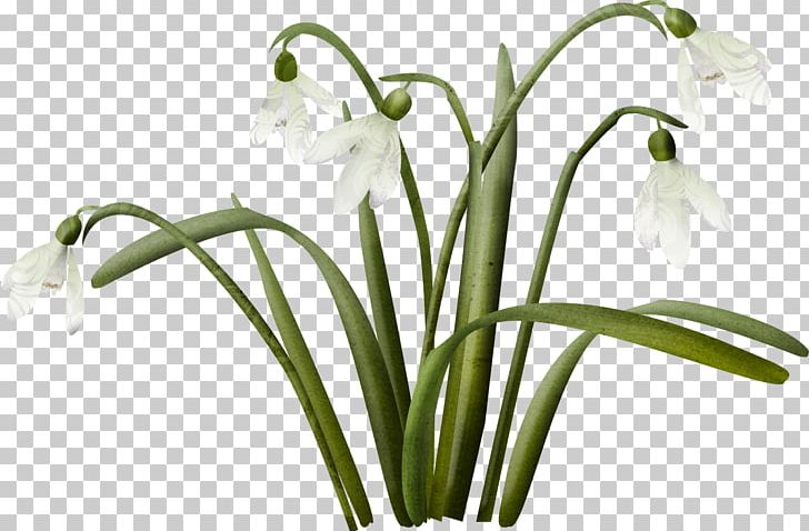 Snowdrop Flower PNG, Clipart, Amaryllis Family, Bunch, Cut Flowers, Flower, Flowering Plant Free PNG Download