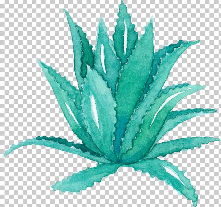 Aloe Vera Leaf Agave Watercolor Painting Succulent Plant PNG, Clipart, Aloe, Blue, Bonsai, Cactaceae, Creative Handpainted Free PNG Download