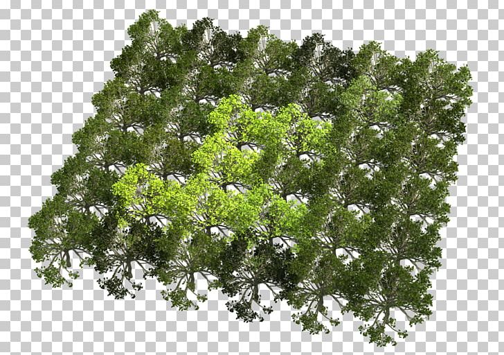 Instance Texture Mapping Geometry Instancing Attribute Color PNG, Clipart, Attribute, Branch, Color, Fig Leaf, Geometry Instancing Free PNG Download