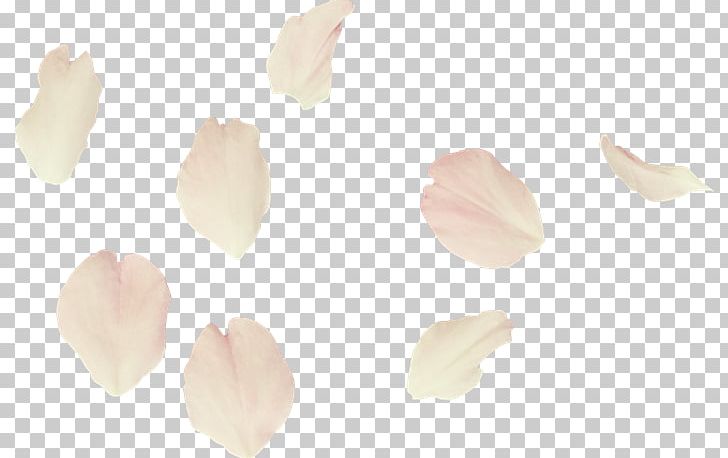 Petal Flower White PNG, Clipart, Art, Cicek, Cicekler, Color, Flower Free PNG Download