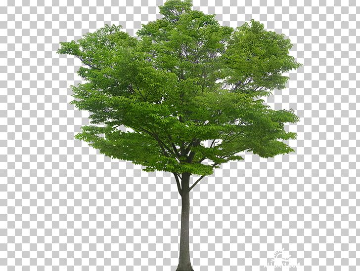 Tree Desktop PNG, Clipart, Branch, Desktop Wallpaper, Download, Image Resolution, Landscape Architecture Free PNG Download