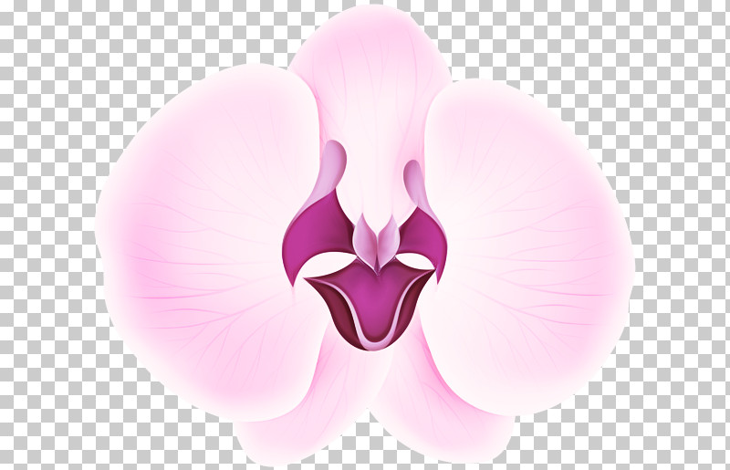 Moth Orchids Flower Petal Computer Close-up PNG, Clipart, Closeup, Computer, Flower, Heart, Moth Orchids Free PNG Download