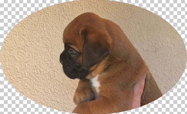 Boxer Puggle Puppy Dog Breed Snout PNG, Clipart, Animals, Boxer, Breed, Carnivoran, Dog Free PNG Download