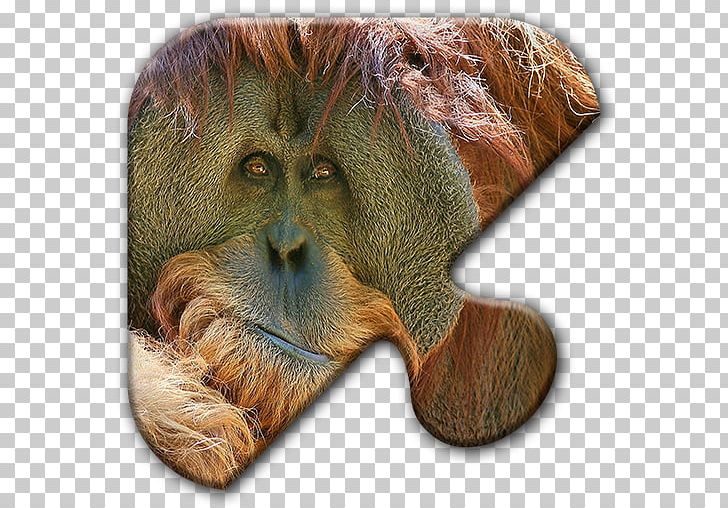 Orangutan Desktop Bible First Epistle To The Corinthians PNG, Clipart, Animals, Bible, Desktop Wallpaper, Epic, Fauna Free PNG Download