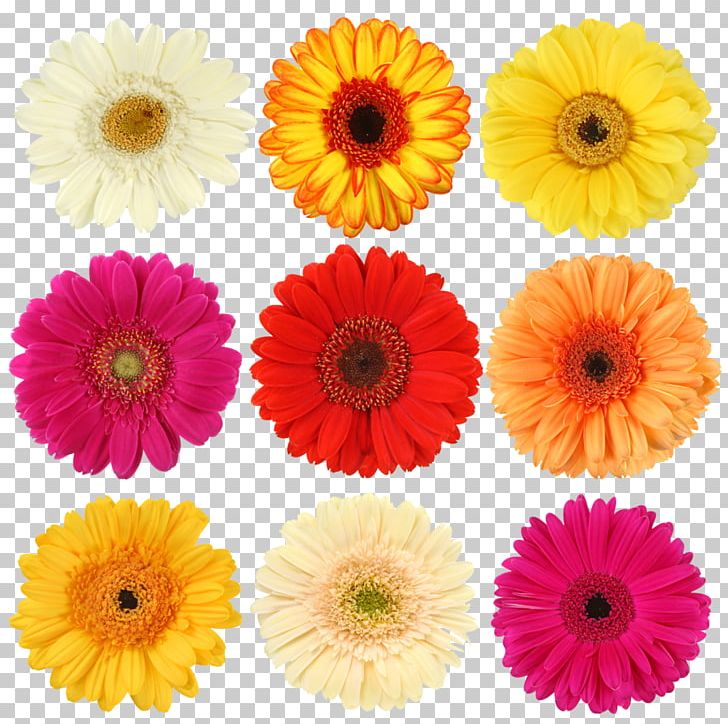 Flower Arranging Photography Others PNG, Clipart, Annual Plant, Artificial Flower, Color, Cut Flowers, Dahlia Free PNG Download