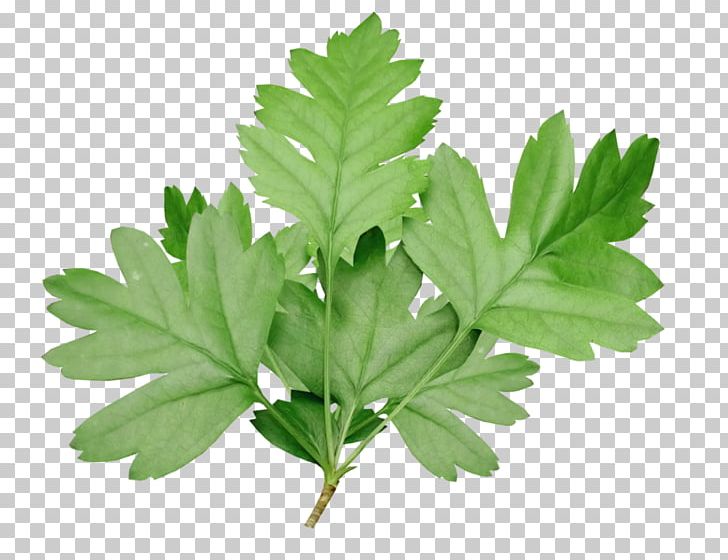 Parsley Herbalism Tree Leaf PNG, Clipart, Foliage, Herb, Herbalism, Leaf, Leaf Vegetable Free PNG Download