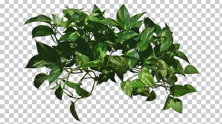 Vine Plant Devil's Ivy PNG, Clipart, Plant, Vine Free PNG Download