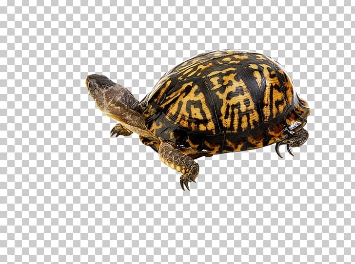 Box Turtles Tortoise PhotoScape Sea Turtle PNG, Clipart, Animal, Box Turtle, Box Turtles, Emydidae, Gimp Free PNG Download