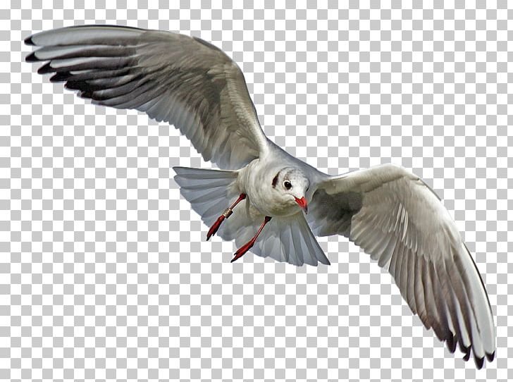 Gulls Seabird Portable Network Graphics Transparency PNG, Clipart, Animals, Bald Eagle, Beak, Bird, Bird Flight Free PNG Download