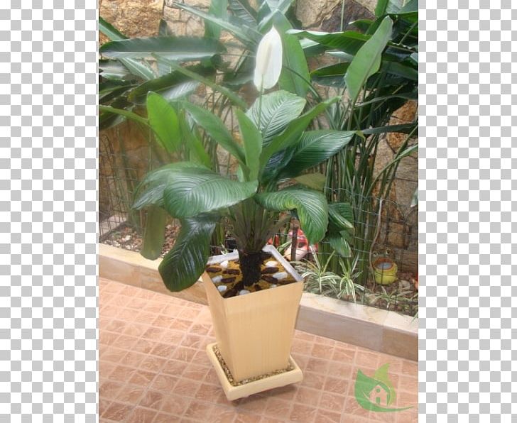 Spathiphyllum Wallisii Flowerpot Cultivar Lilium Plant PNG, Clipart, Bulb, Cultivar, Flower, Flowerpot, Food Drinks Free PNG Download