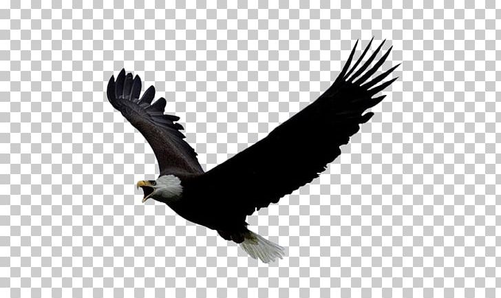 Bird Of Prey Bald Eagle Portable Network Graphics PNG, Clipart, Accipitriformes, Bald Eagle, Beak, Bird, Bird Of Prey Free PNG Download