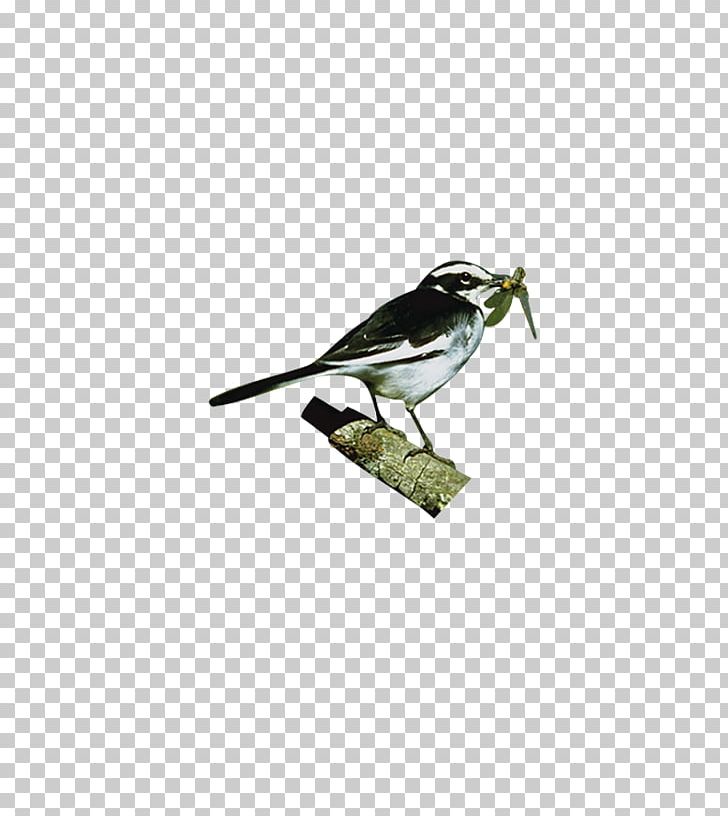 Hummingbird Sparrow Parrot Black Swan PNG, Clipart, Animal, Animals, Beak, Biological, Bird Free PNG Download