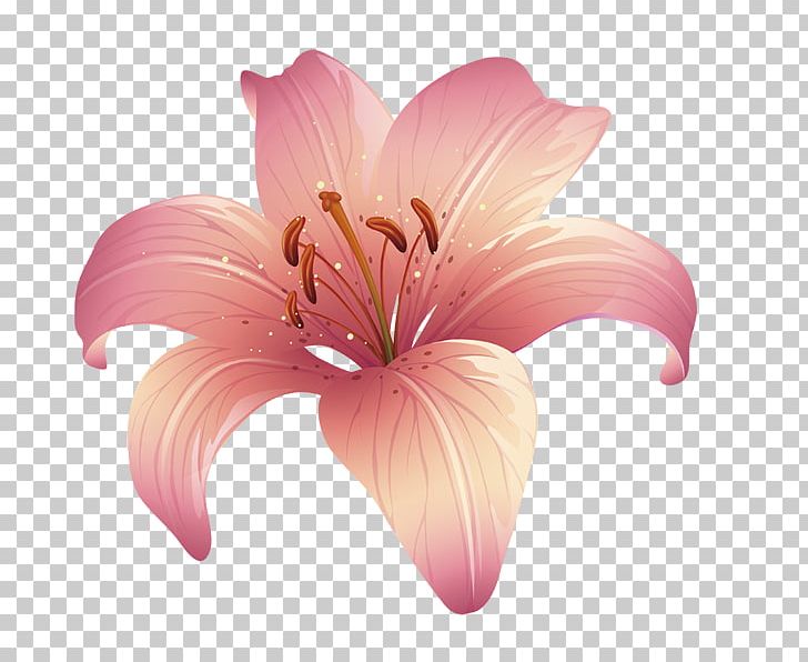 Lilium Floral Design Pink PNG, Clipart, Cartoon, Cut Flowers, Designer, Fleurdelis, Floral Free PNG Download