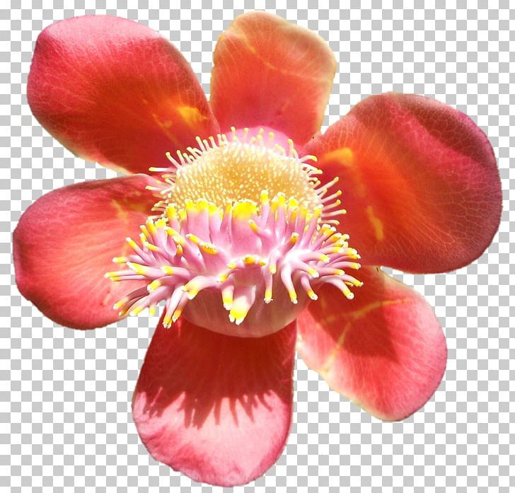 Magenta Cut Flowers Close-up Family M Invest D.o.o. PNG, Clipart, Belur Math, Closeup, Cut Flowers, Devi, Flower Free PNG Download