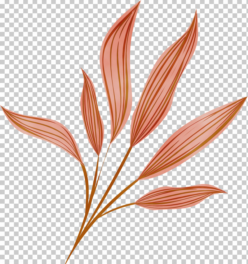 Leaf Plant Flower Grass Family Grass PNG, Clipart, Cartoon Leaf, Flower, Grass, Grass Family, Leaf Free PNG Download