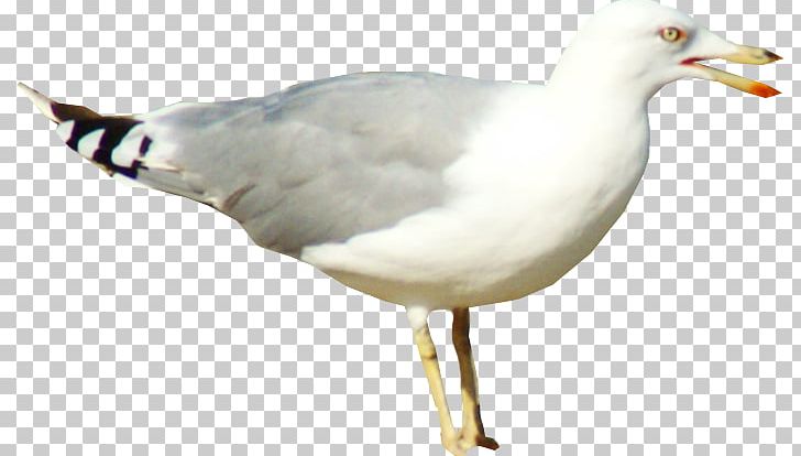 European Herring Gull Portable Network Graphics Pigeons And Doves Bird Gulls PNG, Clipart, Animals, Beak, Bird, Charadriiformes, Doves As Symbols Free PNG Download