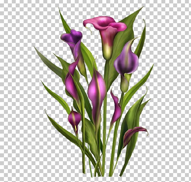 Flower Blog PNG, Clipart, Animaatio, Arum, Blog, Cut Flowers, Floral Design Free PNG Download