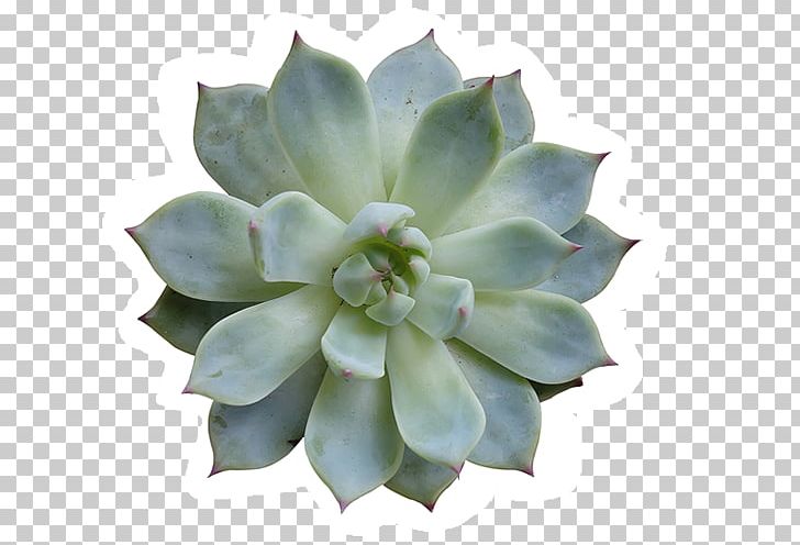 Succulent Plant Cactaceae Agave Stock Photography PNG, Clipart, Agave, Aloe Vera, Cactaceae, Cactus, Desert Free PNG Download