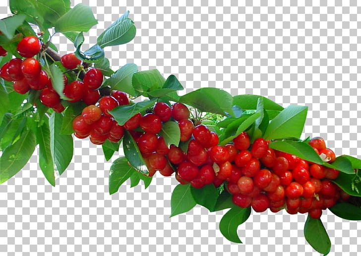 Valle Del Jerte Sour Cherry Fruit Tree PNG, Clipart, Apple, Aquifoliaceae, Aquifoliales, Auglis, Ber Free PNG Download