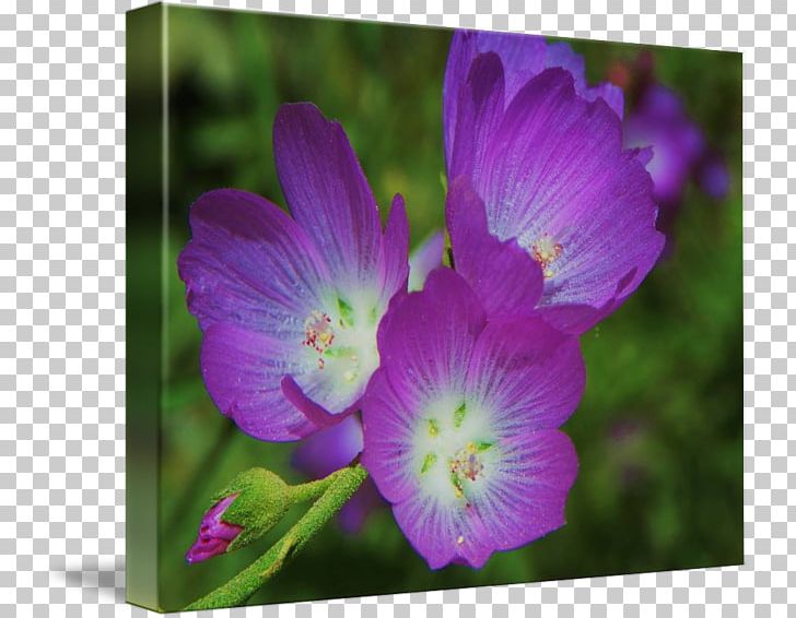 Violet Plant Gallery Wrap Lilac Flower PNG, Clipart, Annual Plant, Cranesbill, Flora, Flower, Flowering Plant Free PNG Download