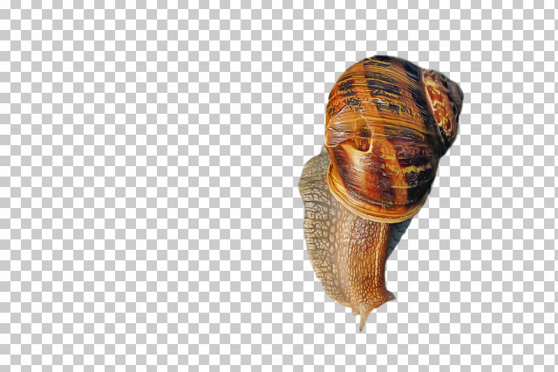 Snail Giant African Snail Gastropods Seashell Snail PNG, Clipart, Achatina, Achatina Achatina, Burgundy Snail, Conch, Emerald Green Snail Free PNG Download