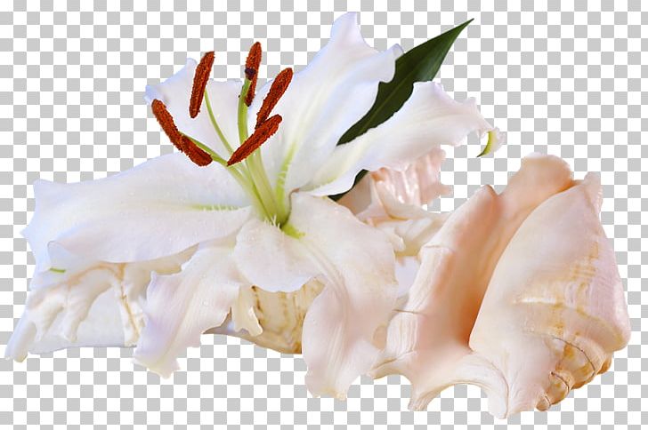 Desktop Beach Flower High-definition Video PNG, Clipart, Beach, Cut Flowers, Desktop Wallpaper, Display Resolution, Flower Free PNG Download
