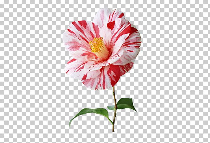 Flower Blume Beauty Petal PNG, Clipart, Art, Botany, Bud, Color, Color Splash Free PNG Download