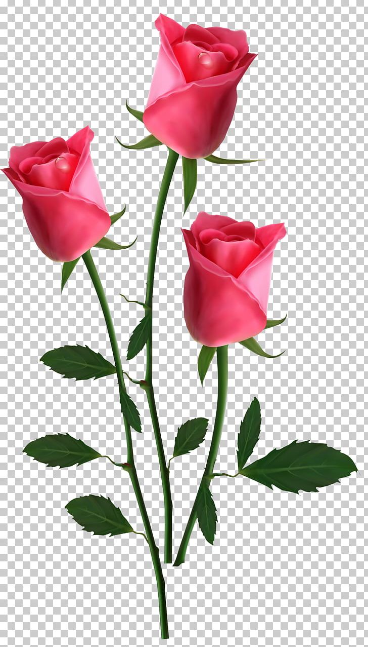 Garden Roses Flower PNG, Clipart, Blue Rose, Bud, China Rose, Clip Art, Cut Flowers Free PNG Download