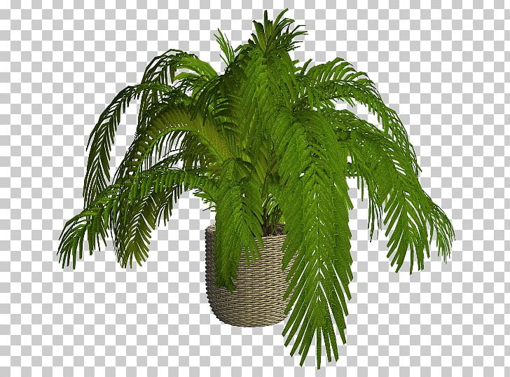 Arecaceae Flowerpot Fern Houseplant Leaf PNG, Clipart, Arecaceae, Arecales, Fern, Ferns And Horsetails, Flowerpot Free PNG Download