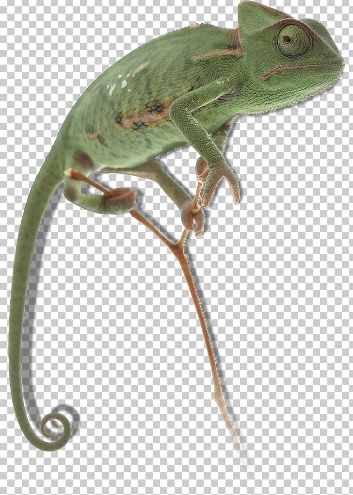 Chameleons Common Iguanas Anoles Stock Photography PNG, Clipart, Anoles, Cameleon, Chameleon, Chameleons, Common Iguanas Free PNG Download