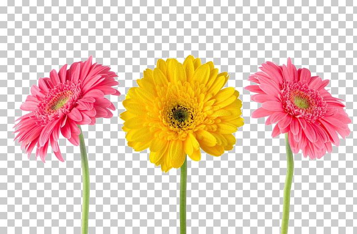 Gerbera Jamesonii Chrysanthemum Yellow Stock Photography Flower PNG, Clipart, Artificial Flower, Chrysanthemums, Chrysanths, Dahlia, Daisy Family Free PNG Download