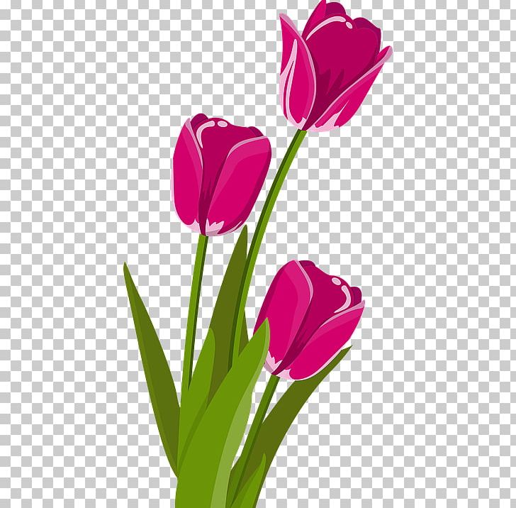 Indira Gandhi Memorial Tulip Garden Flower PNG, Clipart, Bud, Cut Flowers, Floral Design, Flower, Flower Bouquet Free PNG Download