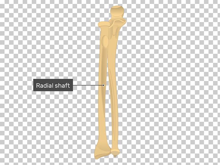 Ulnar Styloid Process Radius Anatomy Bone PNG, Clipart, Anatomy, Angle, Anterior, Arm, Bone Free PNG Download