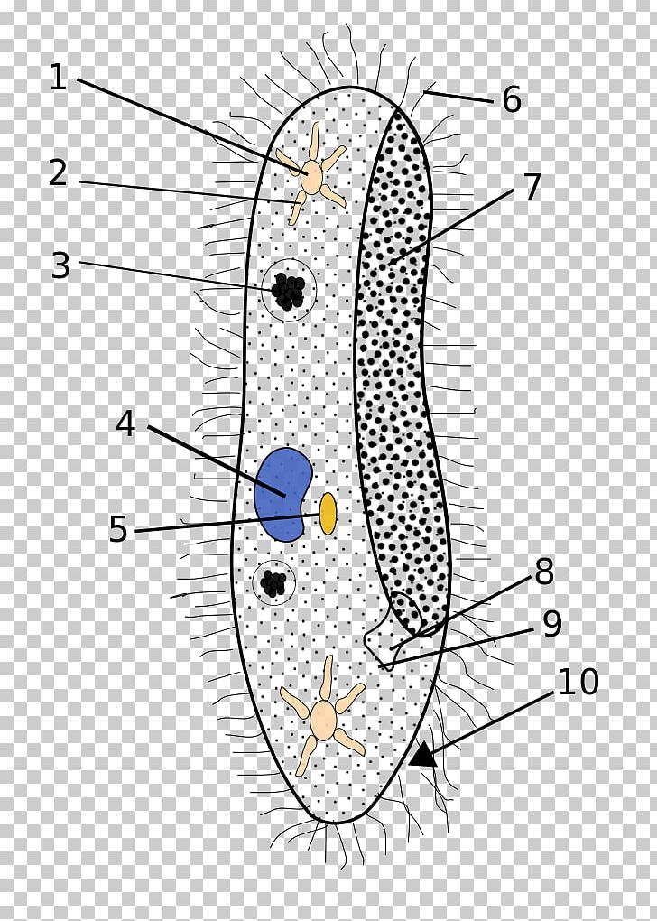 Paramecium Caudatum Ciliate Protist Paramecium Bursaria Cilium PNG, Clipart, Anatomy, Angle, Area, Art, Cell Free PNG Download