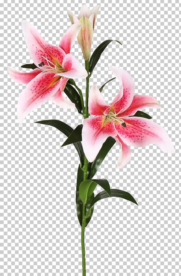 Plant Stem Easter Lily Cut Flowers Lilium 'Stargazer' PNG, Clipart, Alstroemeriaceae, Cut Flowers, Easter Lily, Flower, Flower Bouquet Free PNG Download