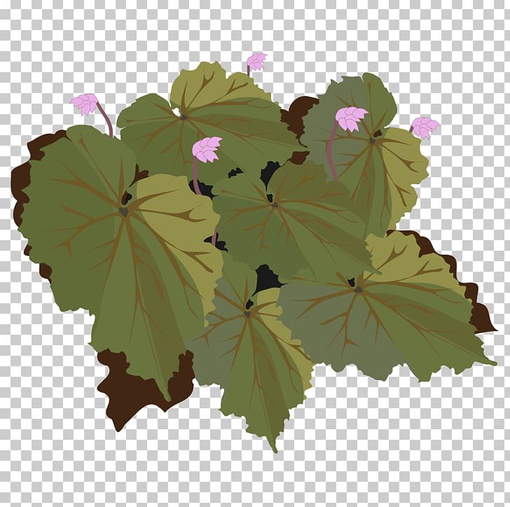 Begonia Drawing PNG, Clipart, Annual Plant, Begonia, Begonia Flower Cliparts, Blog, Drawing Free PNG Download