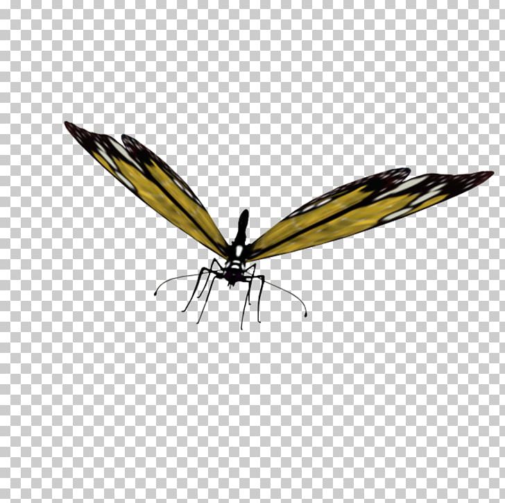 Butterfly Insect PNG, Clipart, Arthropod, Babochki, Butterflies And Moths, Butterfly, Digital Image Free PNG Download