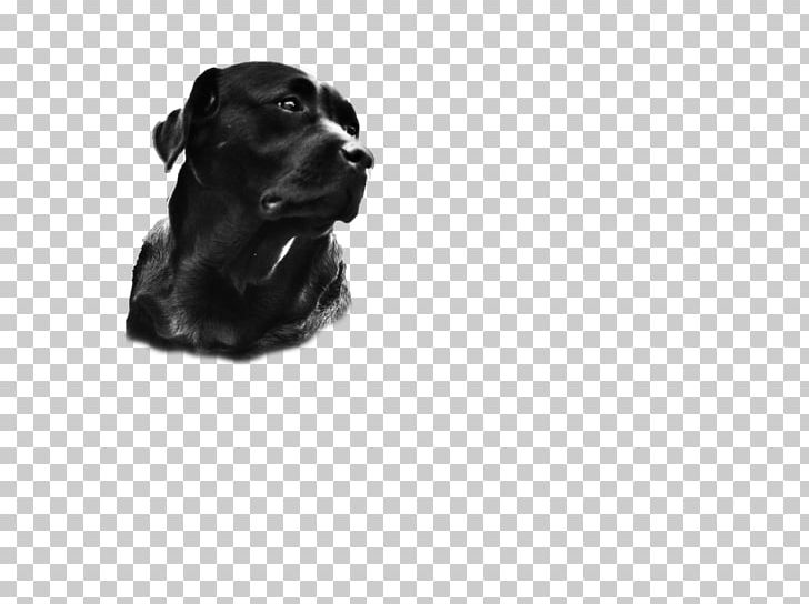 Labrador Retriever Puppy Dog Breed Companion Dog PNG, Clipart, Animals, Black, Black And White, Breed, Carnivoran Free PNG Download