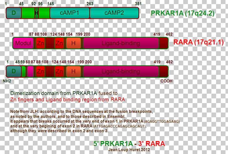 PRKAR1A Protein Kinase A PRKAR1B Exon PNG, Clipart, Adipocyte, Adrenocortical Carcinoma, Brand, Catalysis, Cyclic Adenosine Monophosphate Free PNG Download