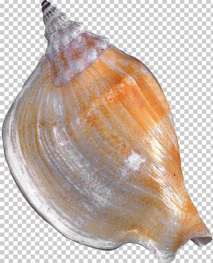 Seashell Cockle Clam Conchology Molluscs PNG, Clipart, Animals, Baltic Clam, Clam, Clams Oysters Mussels And Scallops, Cockle Free PNG Download