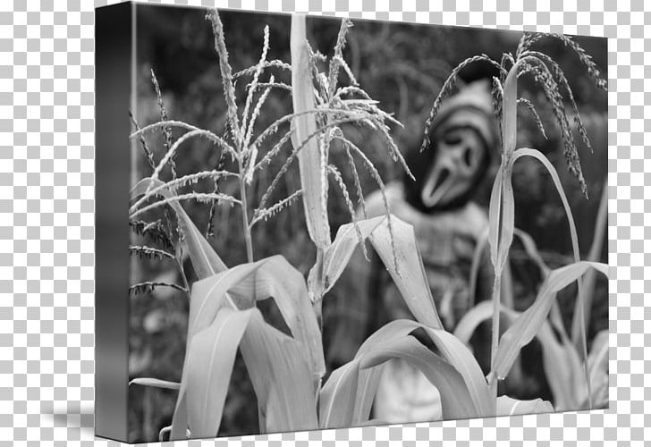 Stock Photography Tree White PNG, Clipart, Black And White, Black And White Rag, Monochrome, Monochrome Photography, Nature Free PNG Download