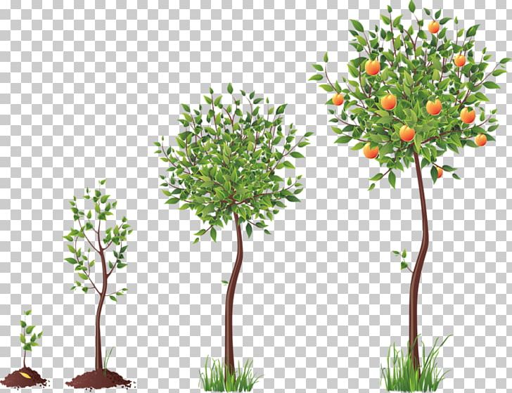 Tree Seed PNG, Clipart, Agaclar, Branch, Flora, Flower, Flowering Plant Free PNG Download