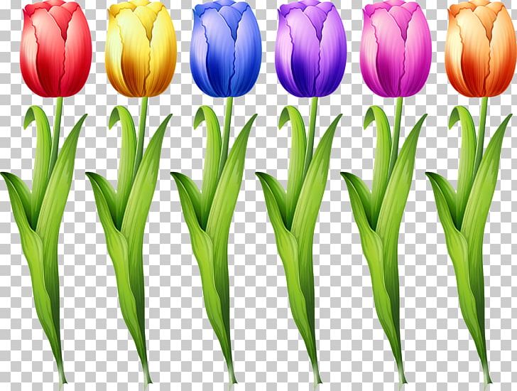 Tulip Euclidean Flower Illustration PNG, Clipart, Color, Colored Flowers, Color Pencil, Colors, Color Smoke Free PNG Download